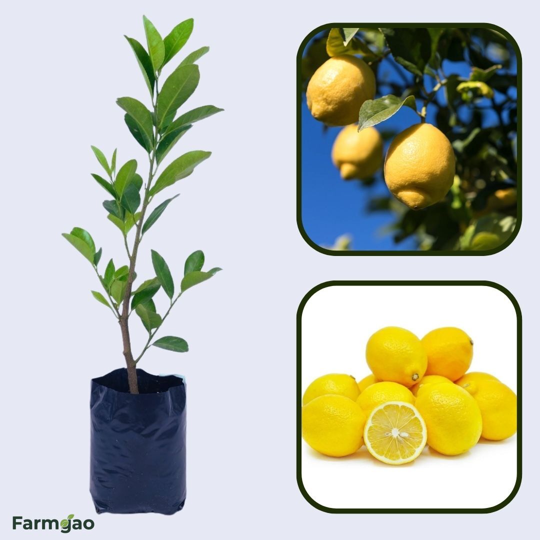 Femminello Lemon Plant Live Nimbu Tree Kagzi Lemon Citrus Limon Fruit Plant