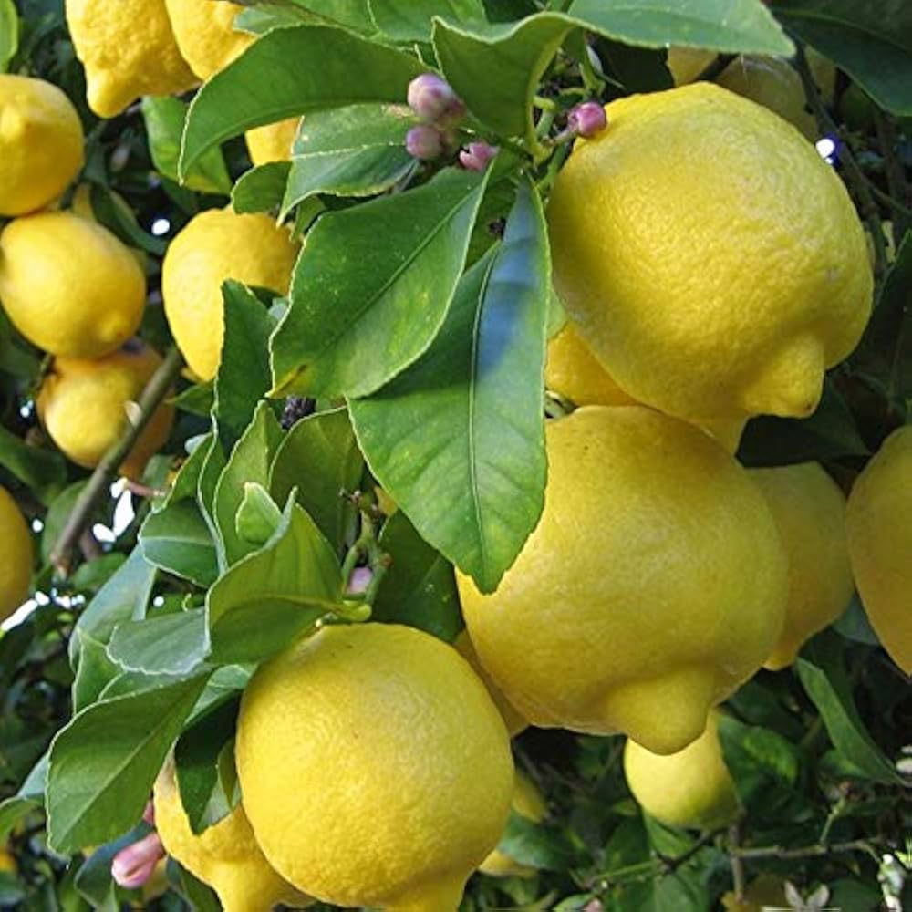 Femminello Lemon Plant Live Nimbu Tree Kagzi Lemon Citrus Limon Fruit Plant