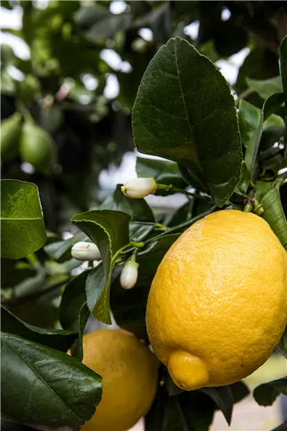 Femminello Lemon Plant Live Nimbu Tree Kagzi Lemon Citrus Limon Fruit Plant