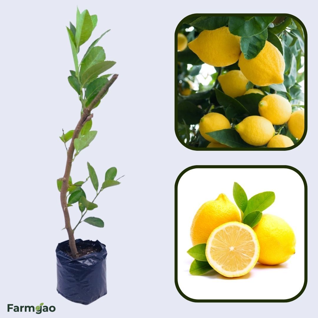 Femminello Siracusano Lemon Plant Live Nimbu Tree Kagzi Lemon Citrus Limon Fruit Plant