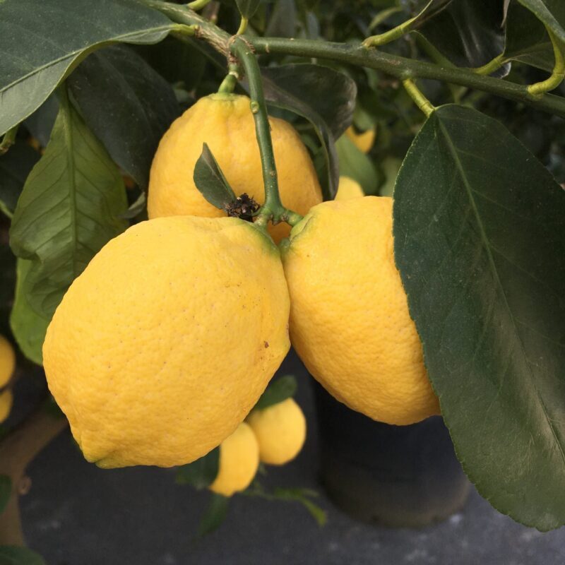 Femminello Siracusano Lemon Plant Live Nimbu Tree Kagzi Lemon Citrus Limon Fruit Plant