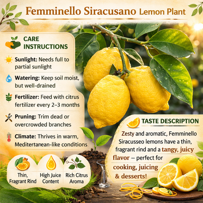 Femminello Siracusano Lemon Plant Live Nimbu Tree Kagzi Lemon Citrus Limon Fruit Plant