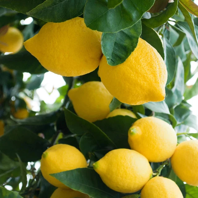 Femminello Siracusano Lemon Plant Live Nimbu Tree Kagzi Lemon Citrus Limon Fruit Plant