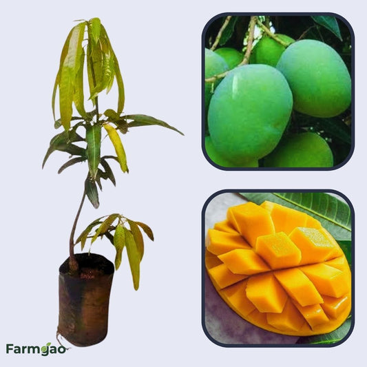 Fernandin Mango Aam Grafted Healthy Fruit Plant