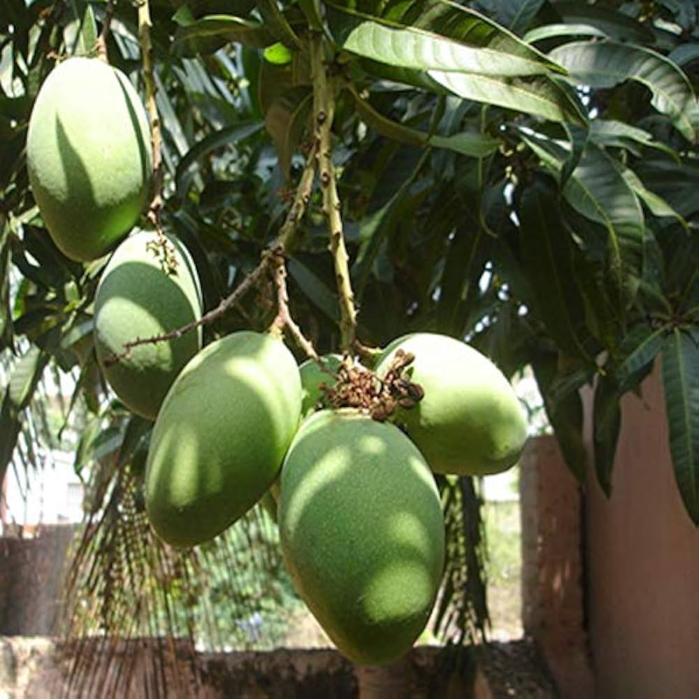 Fernandin Mango Aam Grafted Healthy Fruit Plant