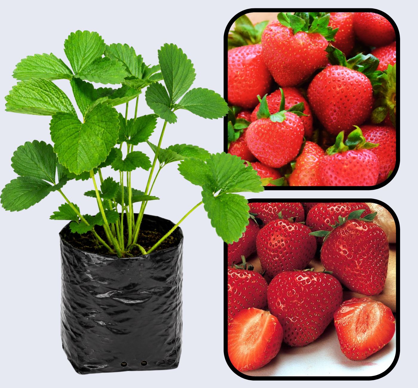Festival Strawberry Healthy Sweet Home Garden Kitchen Garden Terrace Balcony Fruit Plant
