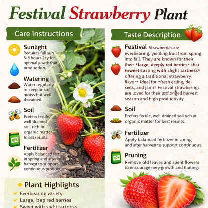 Festival Strawberry Healthy Sweet Home Garden Kitchen Garden Terrace Balcony Fruit Plant
