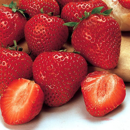 Festival Strawberry Healthy Sweet Home Garden Kitchen Garden Terrace Balcony Fruit Plant
