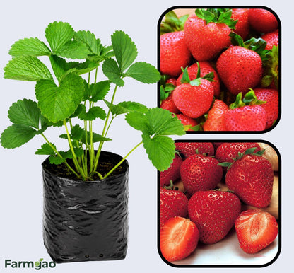 Festival Strawberry Healthy Sweet Home Garden Kitchen Garden Terrace Balcony Fruit Plant