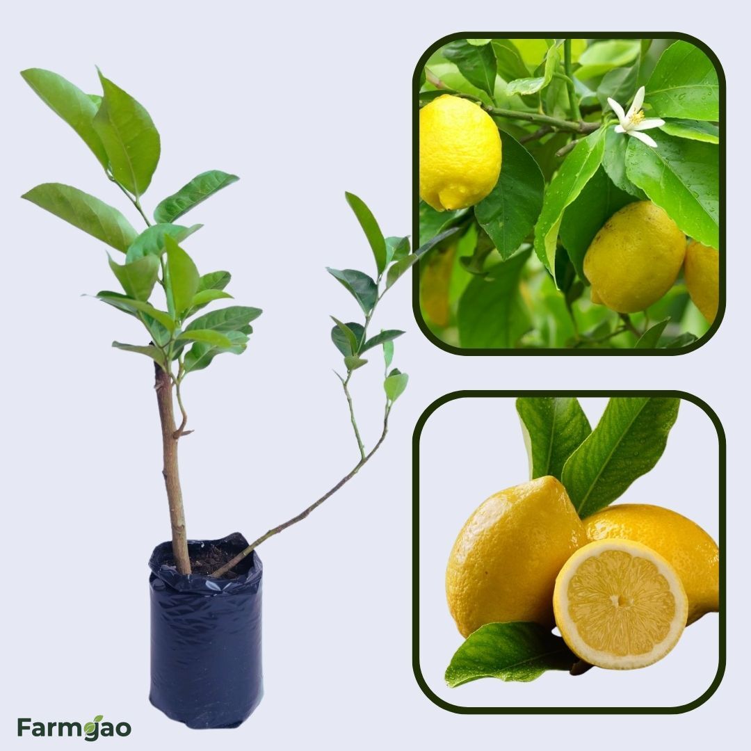 Fino Lemon Plant Live Nimbu Tree Kagzi Lemon Citrus Limon Fruit Plant