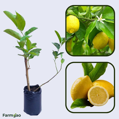 Fino Lemon Plant Live Nimbu Tree Kagzi Lemon Citrus Limon Fruit Plant