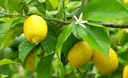 Fino Lemon Plant Live Nimbu Tree Kagzi Lemon Citrus Limon Fruit Plant