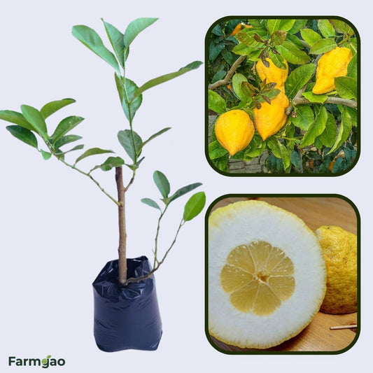 Florentine Citron Plant Live Nimbu Tree Kagzi Lemon Citrus Limon Fruit Plant