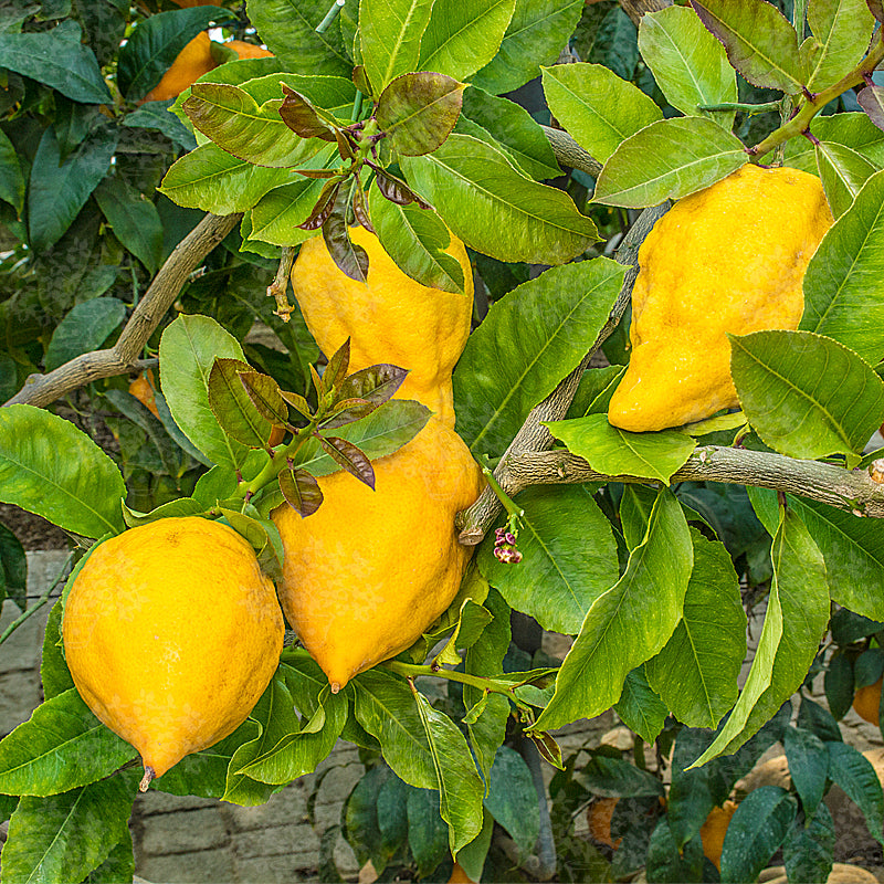 Florentine Citron Plant Live Nimbu Tree Kagzi Lemon Citrus Limon Fruit Plant