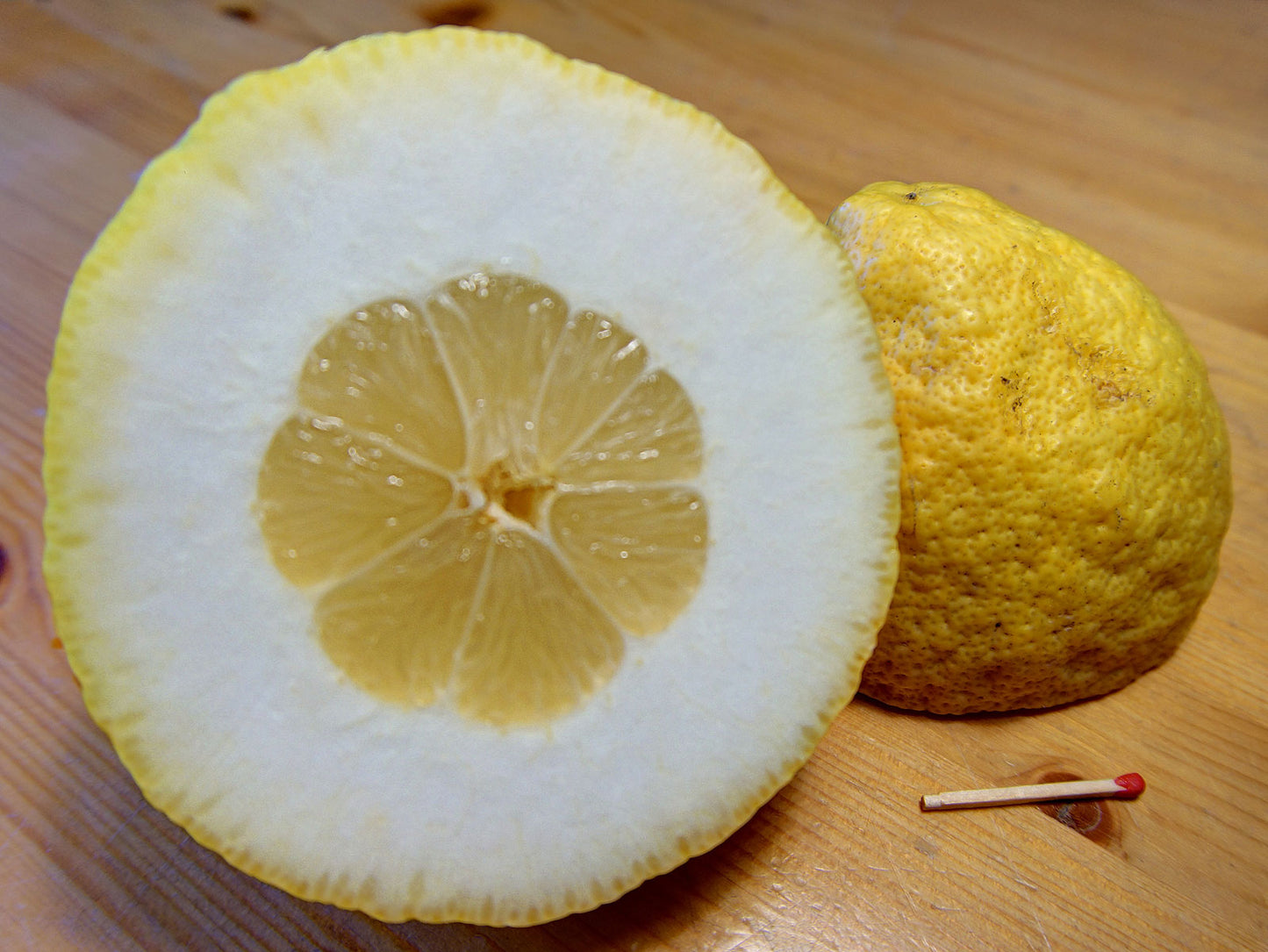 Florentine Citron Plant Live Nimbu Tree Kagzi Lemon Citrus Limon Fruit Plant