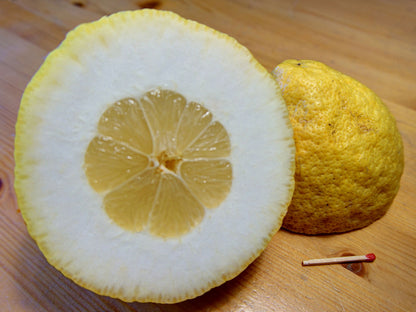 Florentine Citron Plant Live Nimbu Tree Kagzi Lemon Citrus Limon Fruit Plant