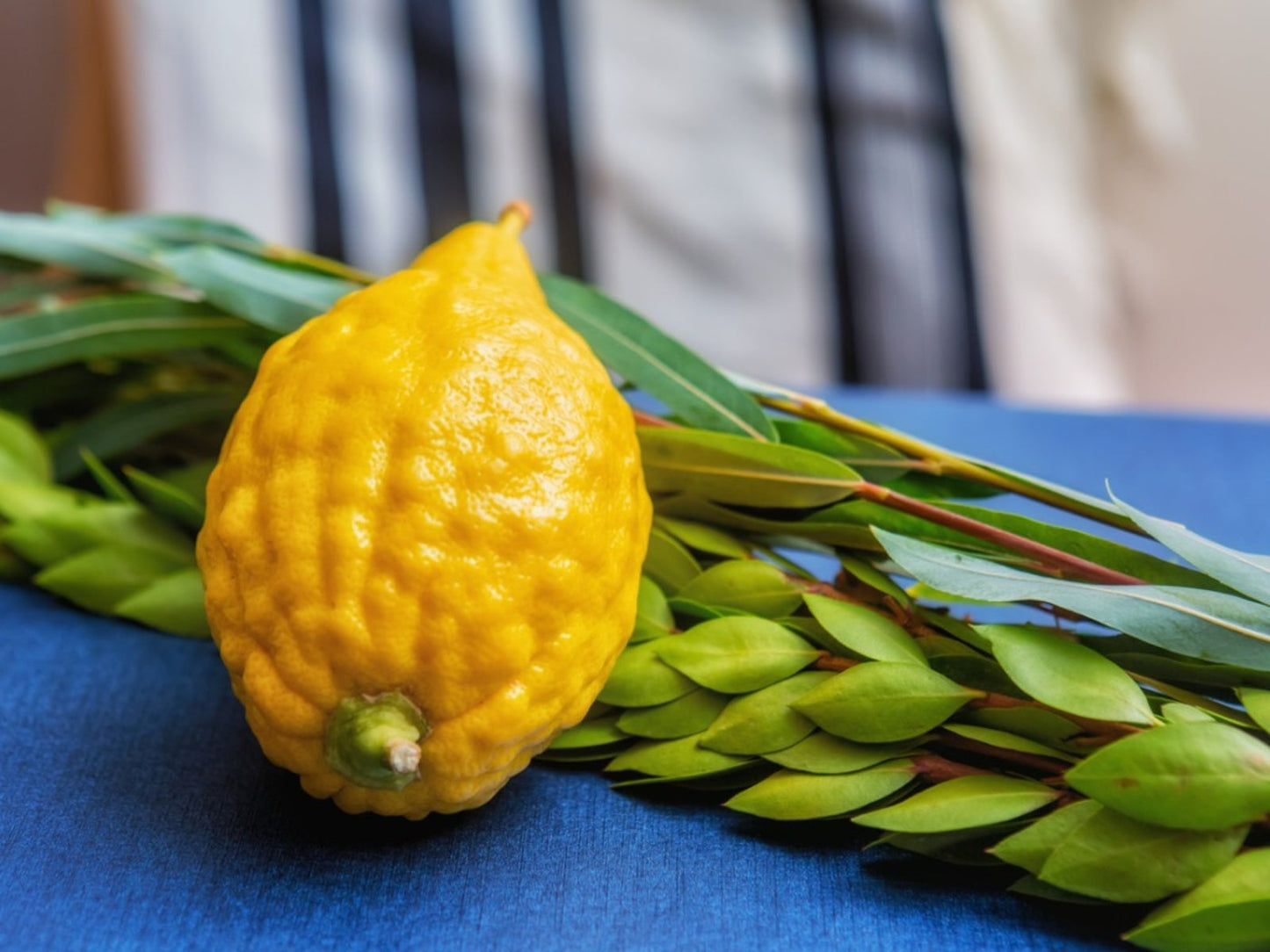 Florentine Citron Plant Live Nimbu Tree Kagzi Lemon Citrus Limon Fruit Plant