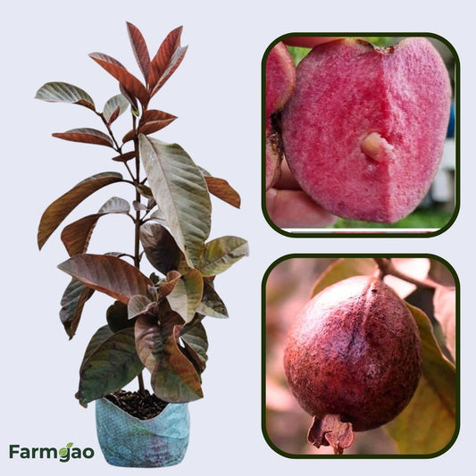 Florida Red Guava Air Layered Healthy Fruit Plant