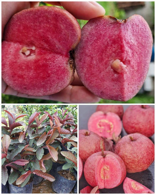 Florida Red Guava Air Layered Healthy Fruit Plant
