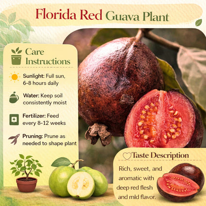 Florida Red Guava Air Layered Healthy Fruit Plant