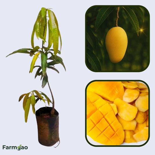 Florigon Mango Aam Grafted Healthy Fruit Plant