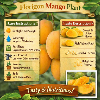 Florigon Mango Aam Grafted Healthy Fruit Plant