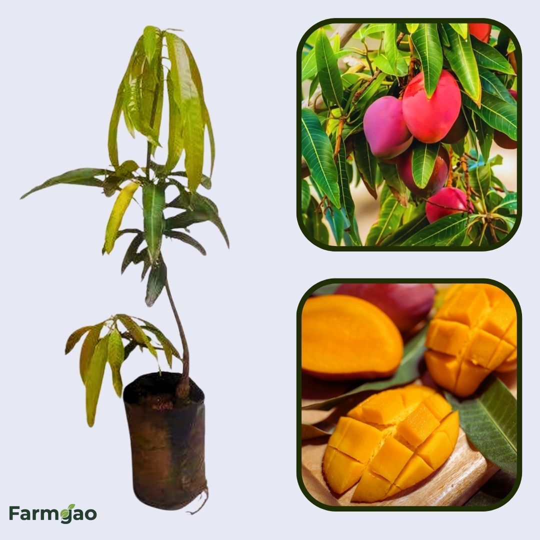 Ford Mango Aam Grafted Healthy Fruit Plant