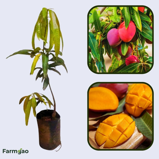 Ford Mango Aam Grafted Healthy Fruit Plant