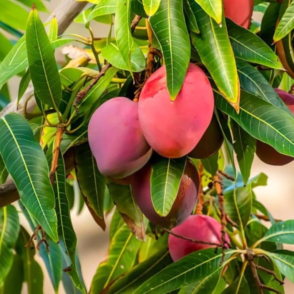 Ford Mango Aam Grafted Healthy Fruit Plant