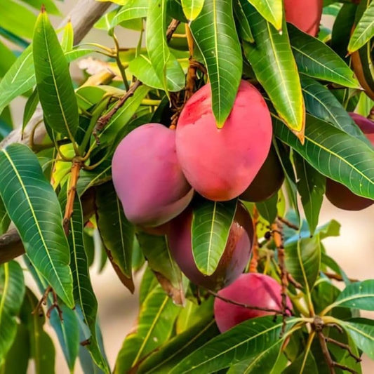Ford Mango Aam Grafted Healthy Fruit Plant