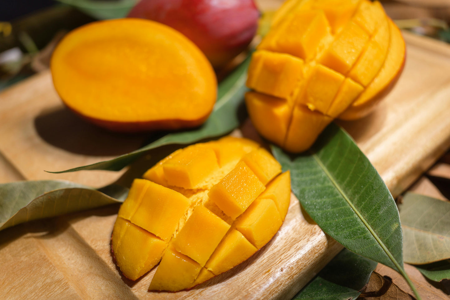 Ford Mango Aam Grafted Healthy Fruit Plant