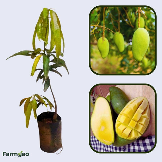 Fralan Mango Aam Grafted Healthy Fruit Plant