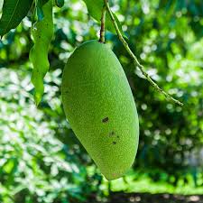 Fralan Mango Aam Grafted Healthy Fruit Plant