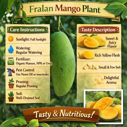 Fralan Mango Aam Grafted Healthy Fruit Plant