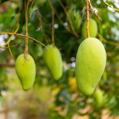 Fralan Mango Aam Grafted Healthy Fruit Plant