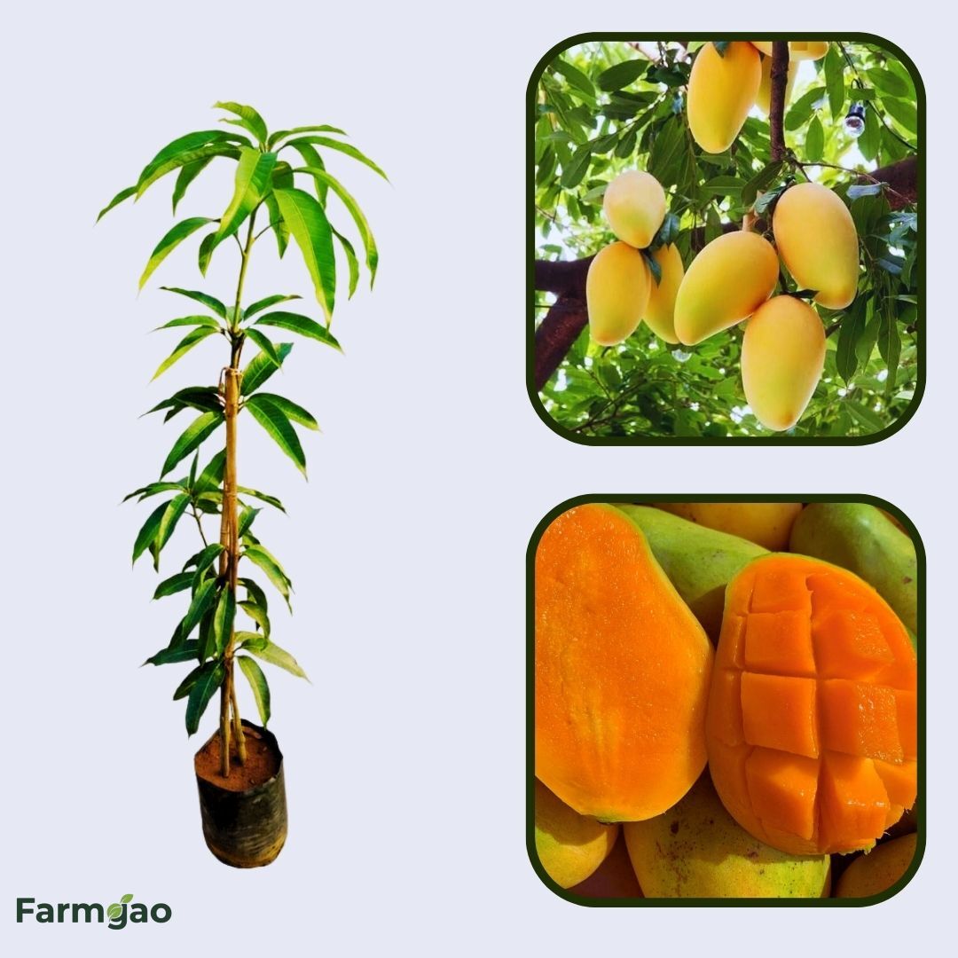 Francis Mango Aam Grafted Healthy Fruit Plant