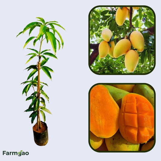 Francis Mango Aam Grafted Healthy Fruit Plant