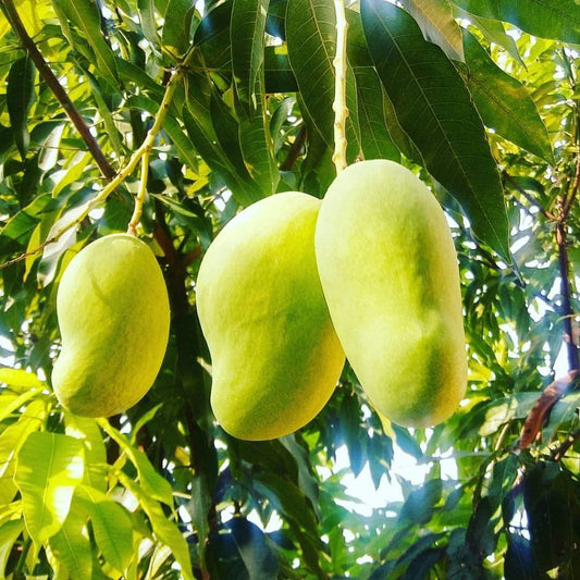 Francis Mango Aam Grafted Healthy Fruit Plant