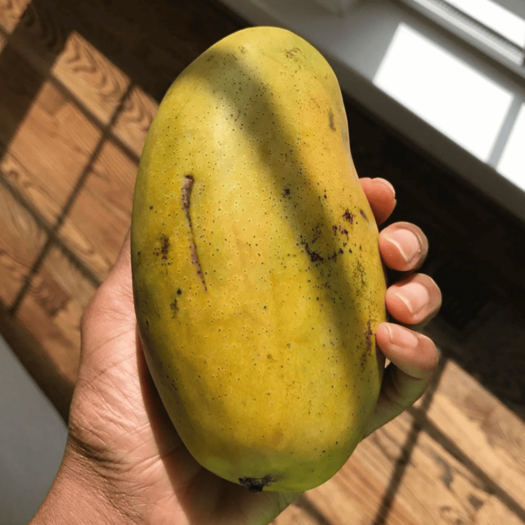 Francis Mango Aam Grafted Healthy Fruit Plant