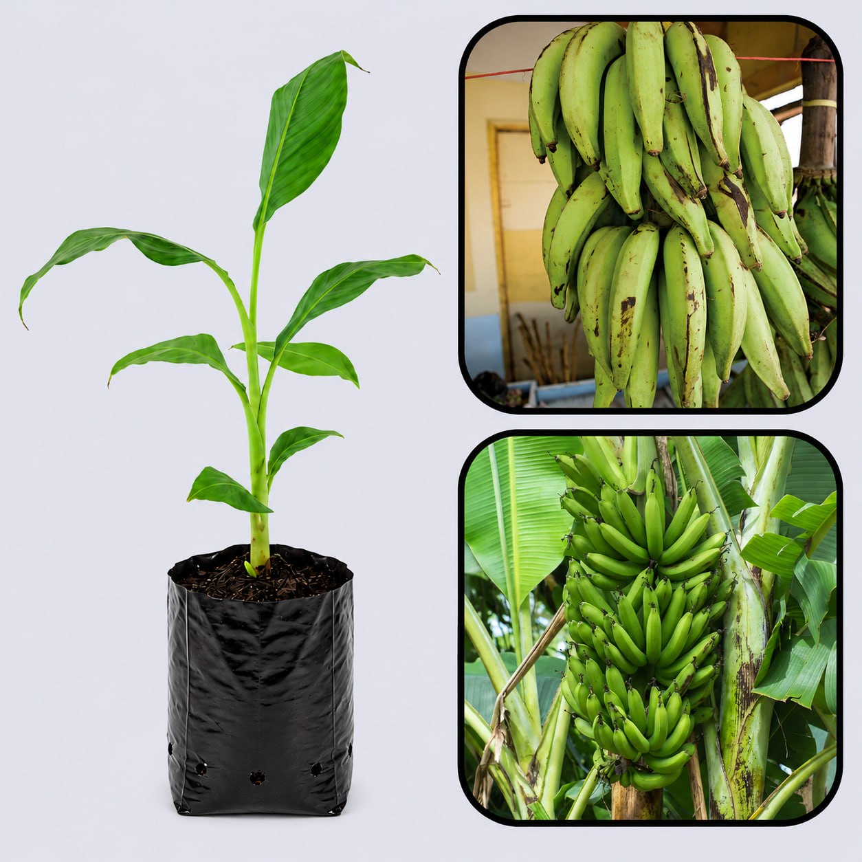 French Plantain Banana Healthy Sweet Tissue Cultured Fruit Plant