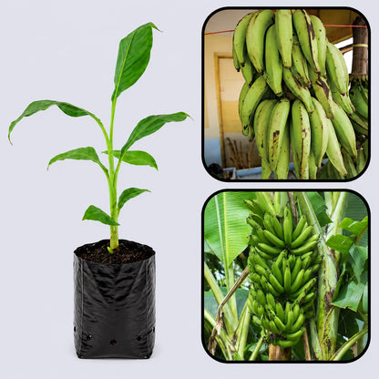 French Plantain Banana Healthy Sweet Tissue Cultured Fruit Plant