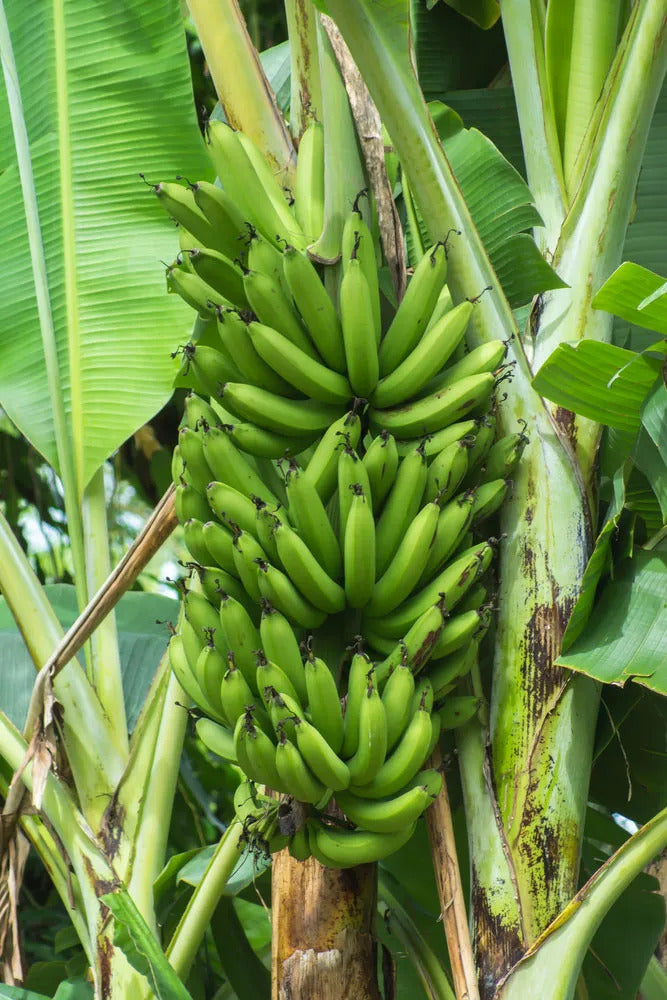 French Plantain Banana Healthy Sweet Tissue Cultured Fruit Plant