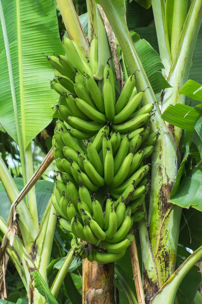 French Plantain Banana Healthy Sweet Tissue Cultured Fruit Plant