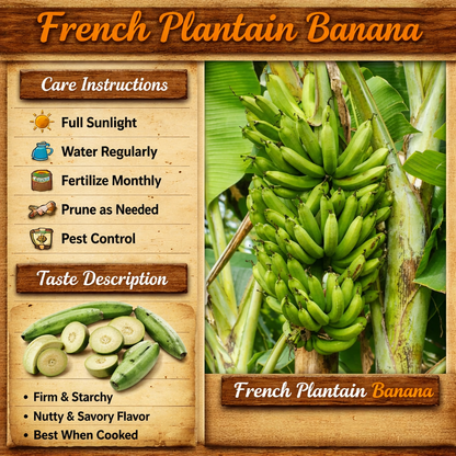 French Plantain Banana Healthy Sweet Tissue Cultured Fruit Plant