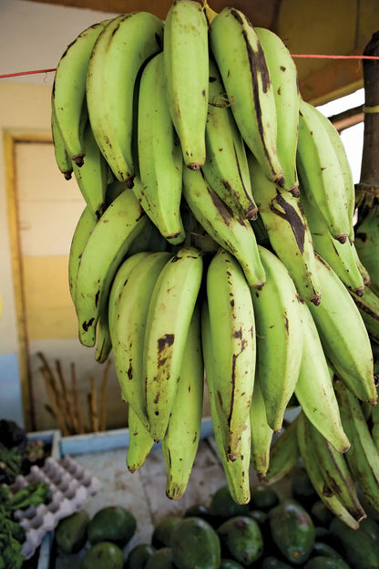 French Plantain Banana Healthy Sweet Tissue Cultured Fruit Plant