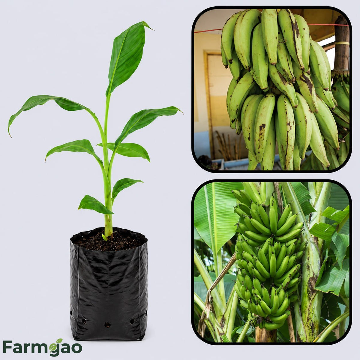 French Plantain Banana Healthy Sweet Tissue Cultured Fruit Plant