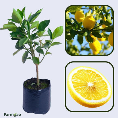 Frost Eureka Lemon Plant Live Nimbu Tree Kagzi Lemon Citrus Limon Fruit Plant