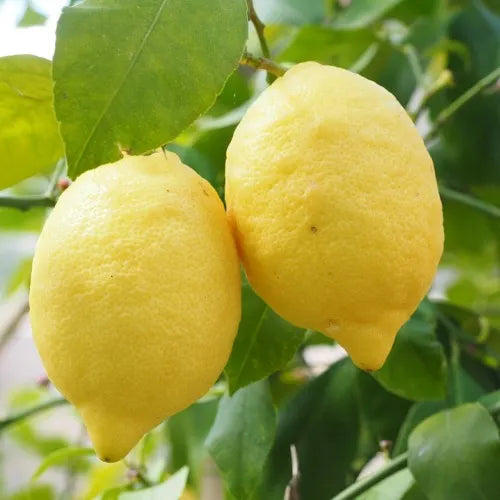 Frost Eureka Lemon Plant Live Nimbu Tree Kagzi Lemon Citrus Limon Fruit Plant
