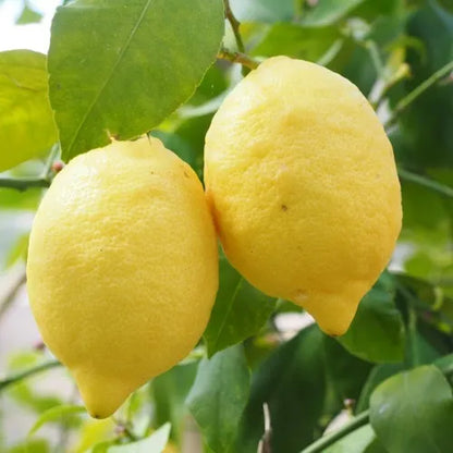 Frost Eureka Lemon Plant Live Nimbu Tree Kagzi Lemon Citrus Limon Fruit Plant