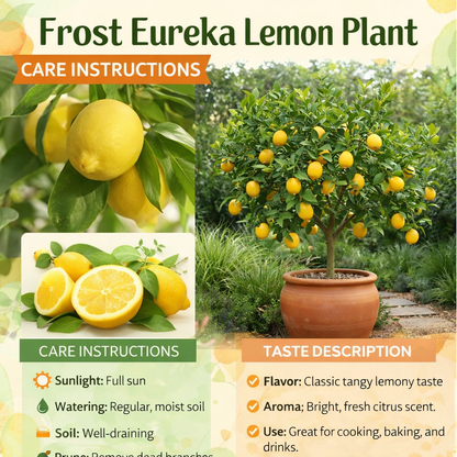 Frost Eureka Lemon Plant Live Nimbu Tree Kagzi Lemon Citrus Limon Fruit Plant